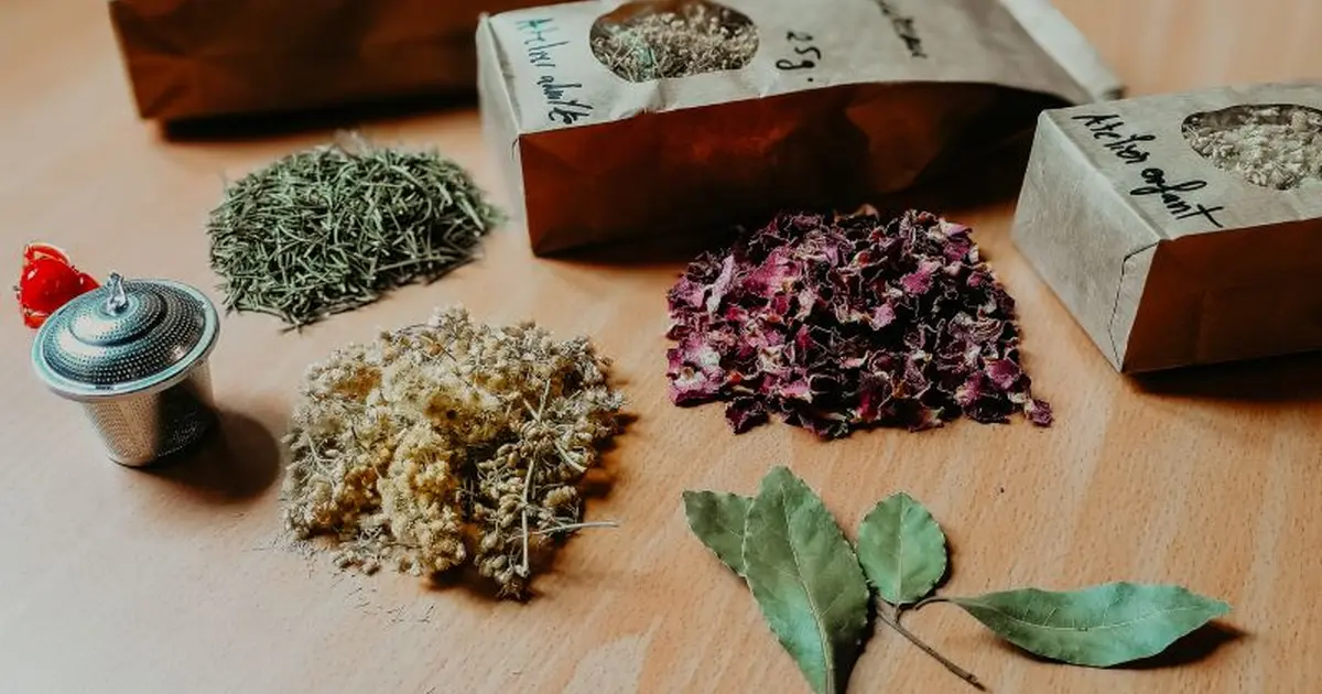 Atelier-nature (6-12 ans) : l'univers des plantes