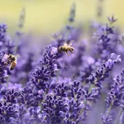 Atelier nature à la ferme : Découverte du monde des abeilles
