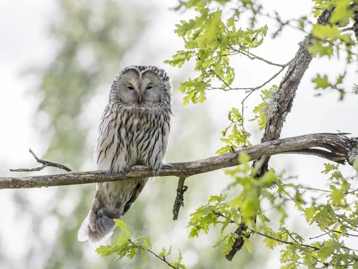 Atelier Nature : Chouettes et hiboux