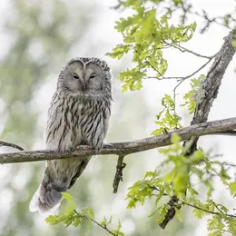 Atelier Nature : Chouettes et hiboux