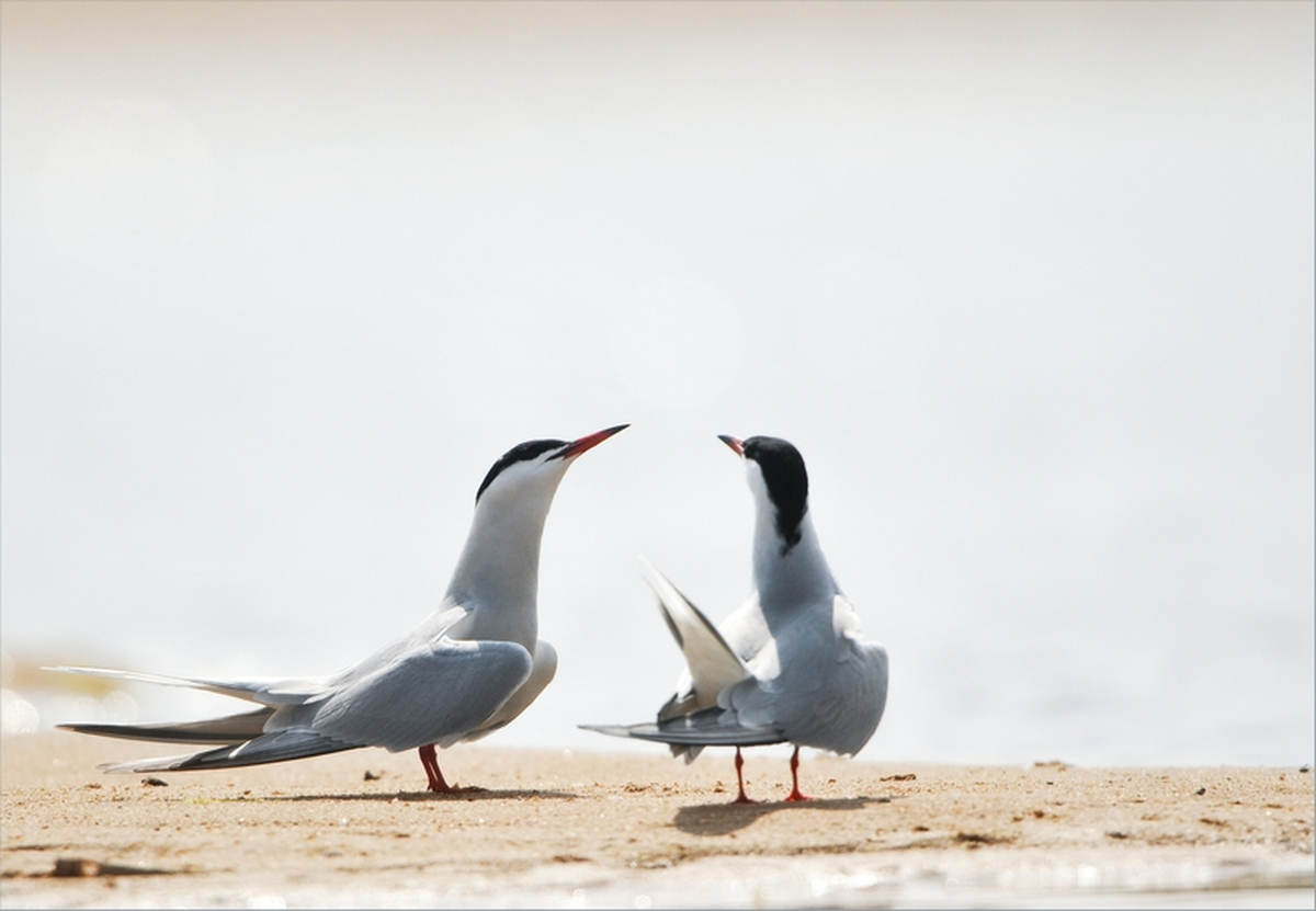 Atelier nature de 3 à 6 ans : Nos amies les sternes