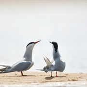 Atelier nature de 3 à 6 ans : Nos amies les sternes