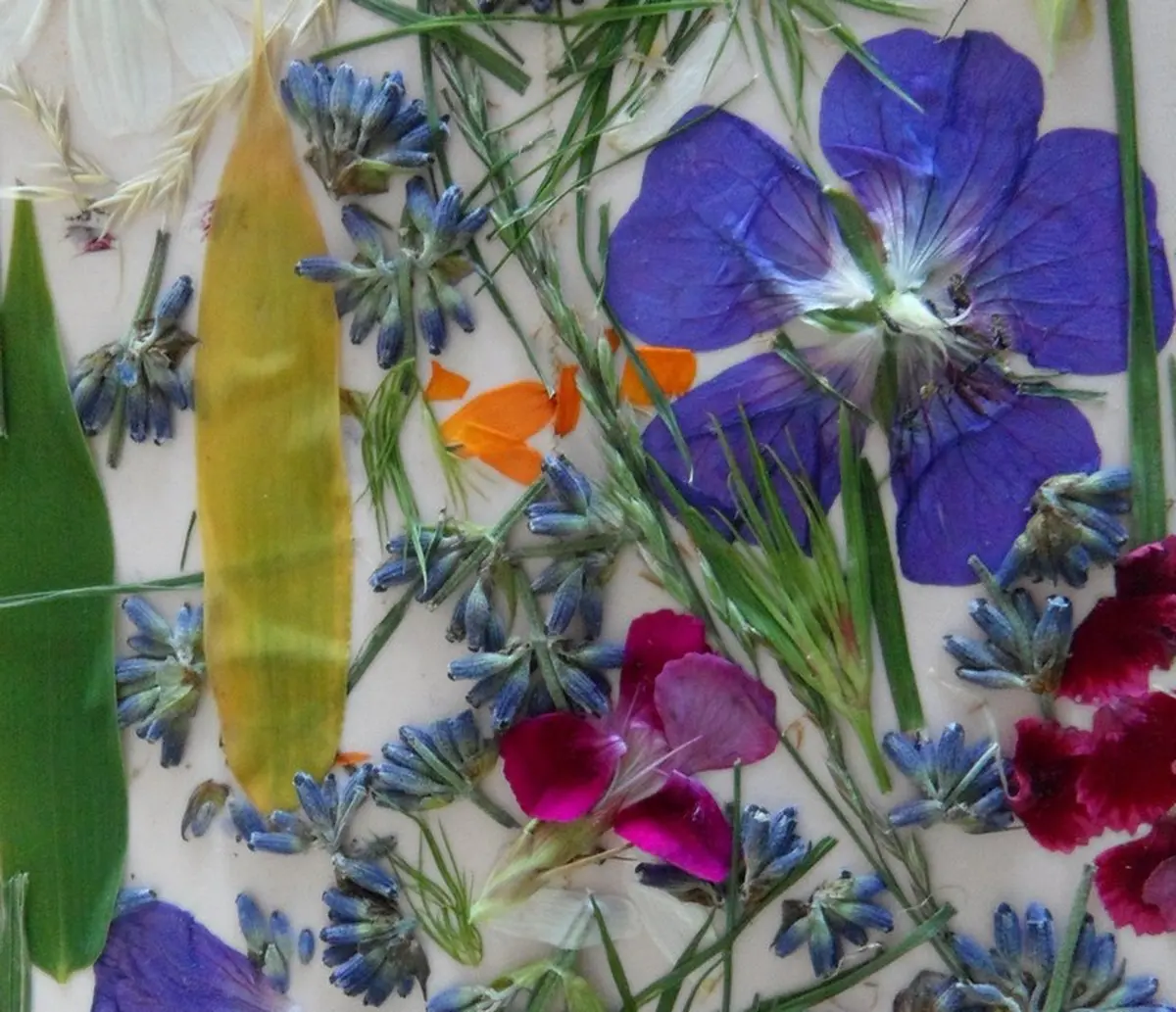 Atelier nature Fabrique ton herbier