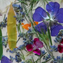 Atelier nature Fabrique ton herbier