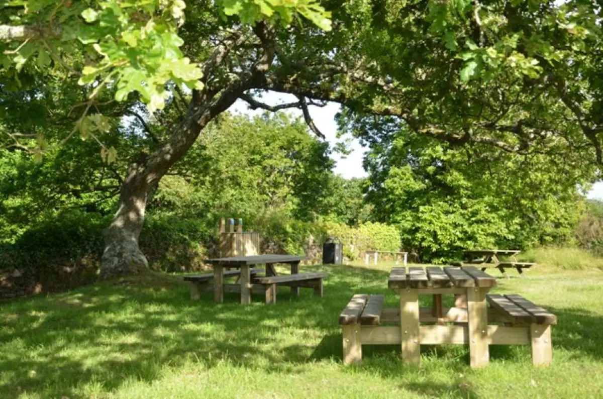 Atelier nature : l'arbre dans tous ses états (3-5 ans)