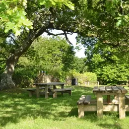 Atelier nature : l'arbre dans tous ses états (3-5 ans)