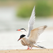 Atelier nature: Ma vie de sterne  ( à partir de 7 ans)