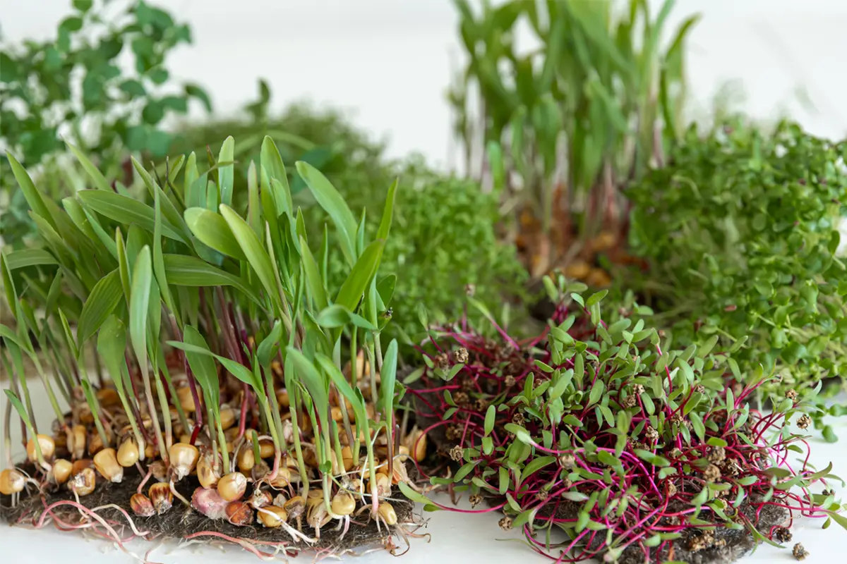 Atelier naturopathie
