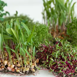 Atelier naturopathie