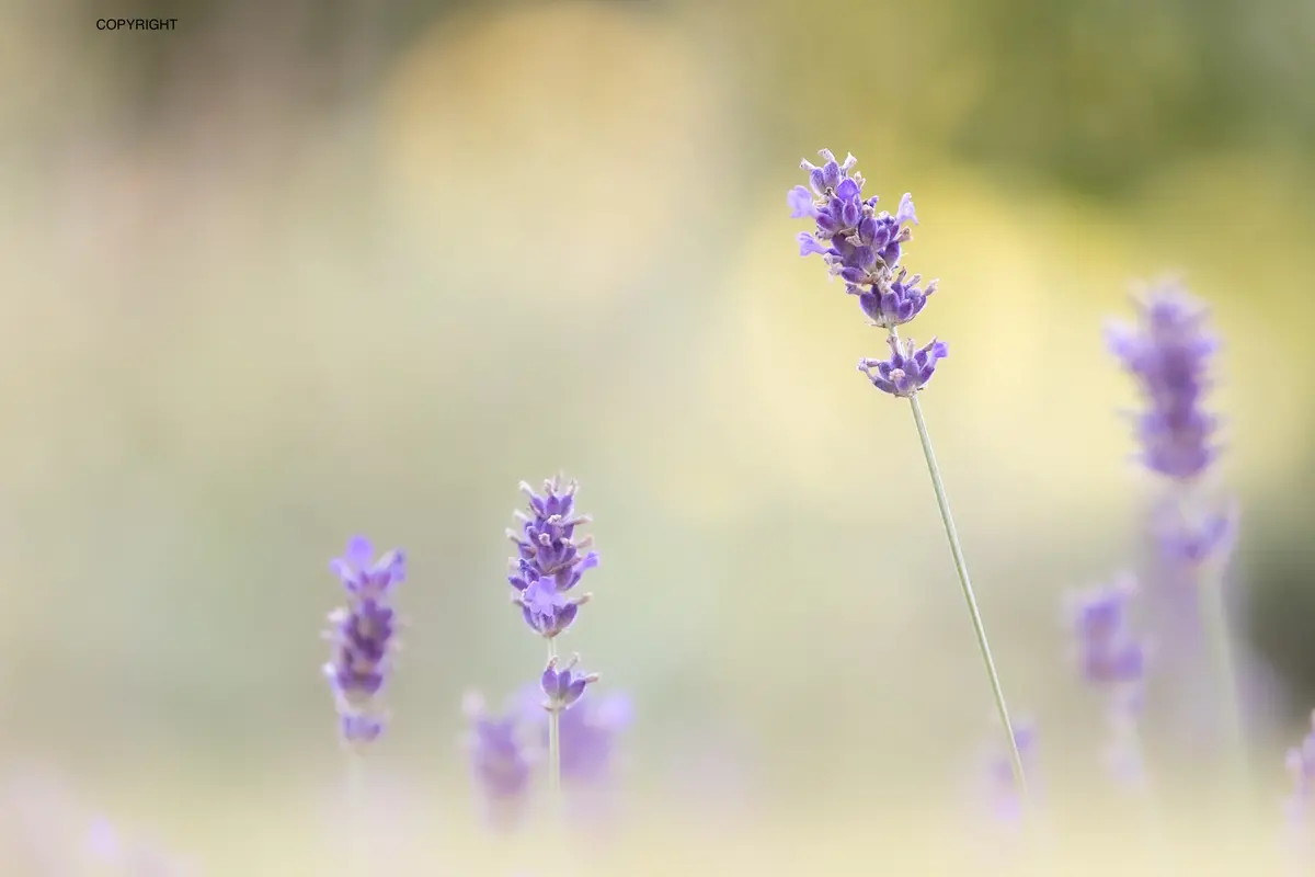 Atelier Naturopathie en Eté