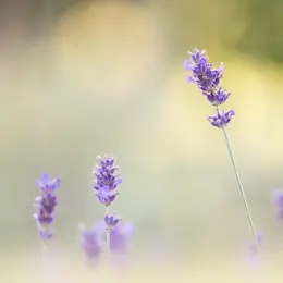 Atelier Naturopathie en Eté