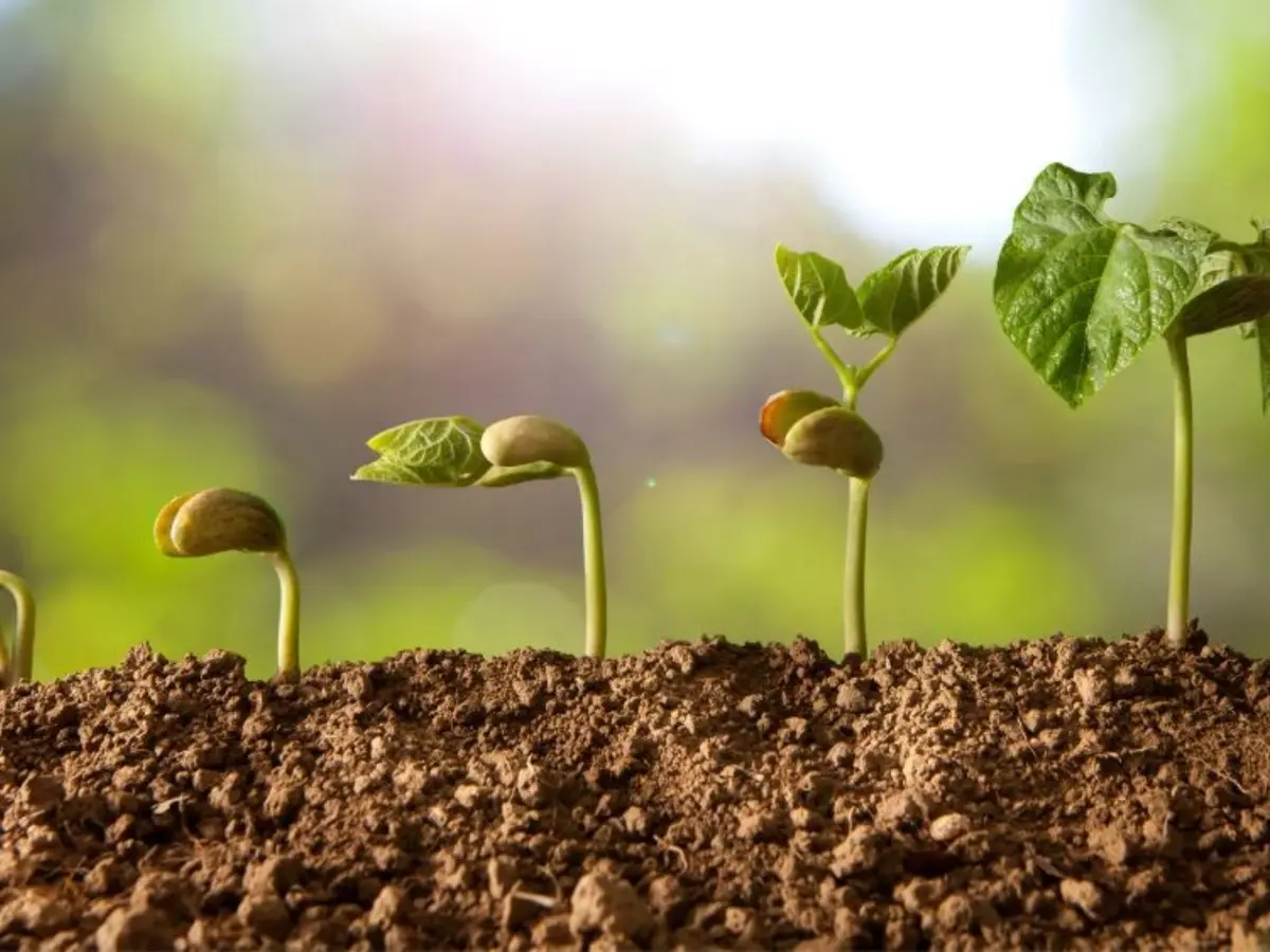 Atelier parents-enfants Les petits semeurs à plumes