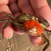 Atelier pêche à pied