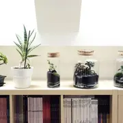 Atelier petit terrarium proche de Strasbourg (67)