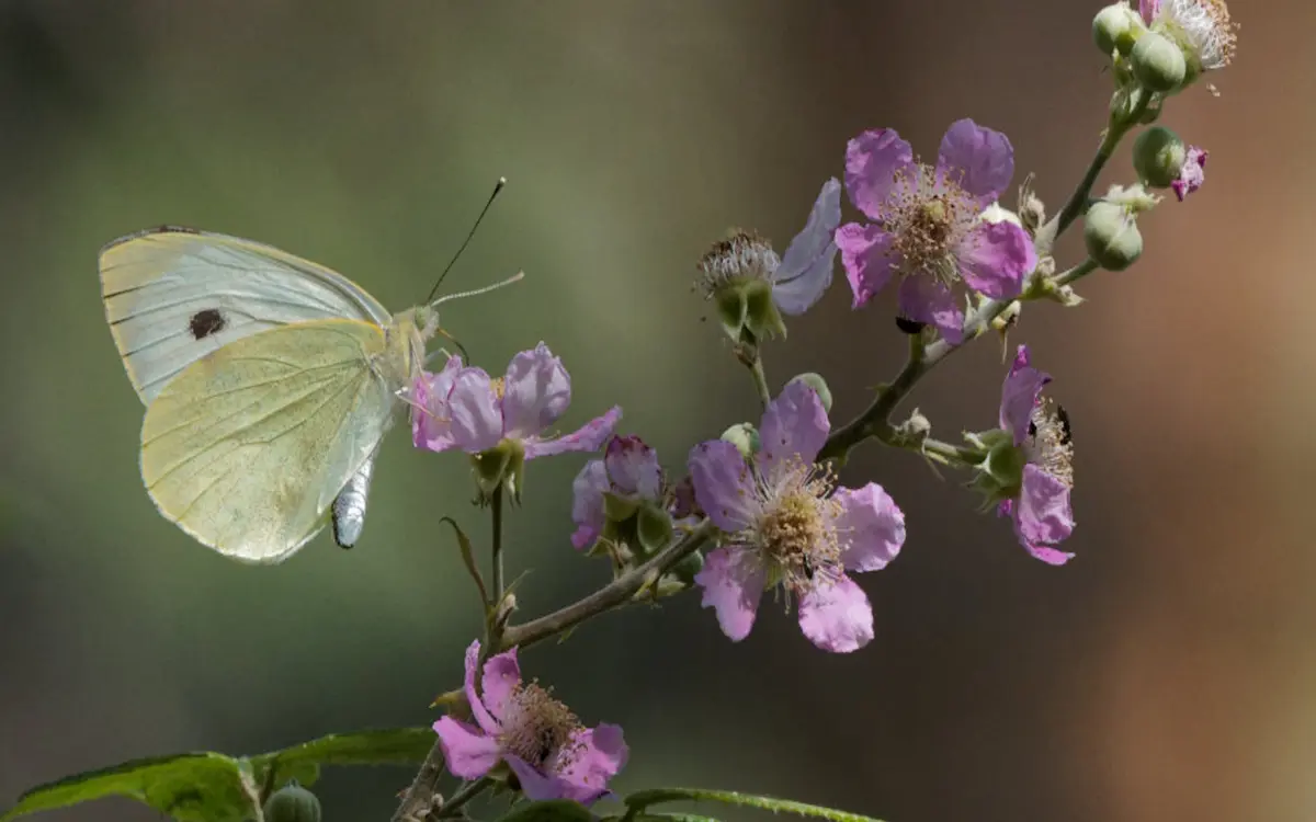 Atelier photo : apprenez à photographier les insectes pollinisateurs !