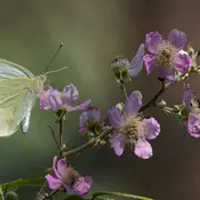 Atelier photo : apprenez à photographier les insectes pollinisateurs !