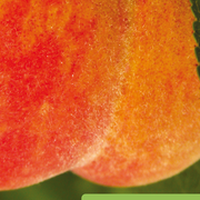 Atelier photo Nature au Jardin avec Nicolette Humbert