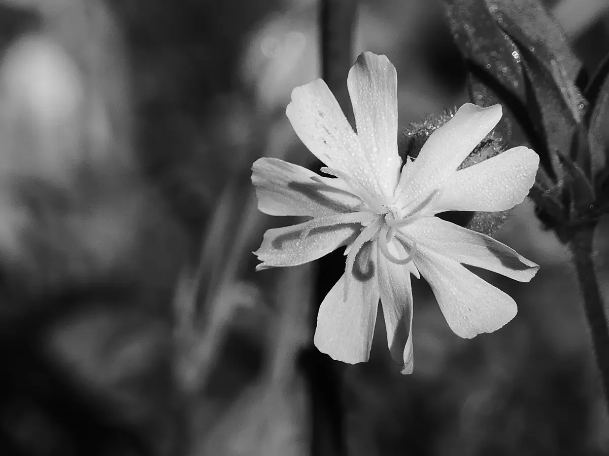 Atelier Photos : Le Printemps en Noir & Blanc ?