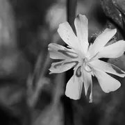 Atelier Photos : Le Printemps en Noir & Blanc ?