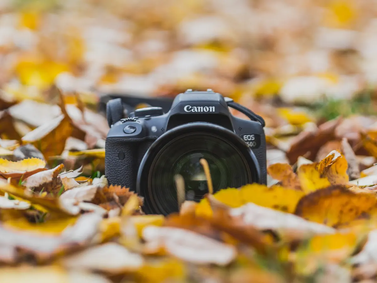 Atelier photos Portraits d'arbres