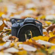 Atelier photos Portraits d'arbres