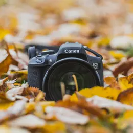 Atelier photos Portraits d'arbres