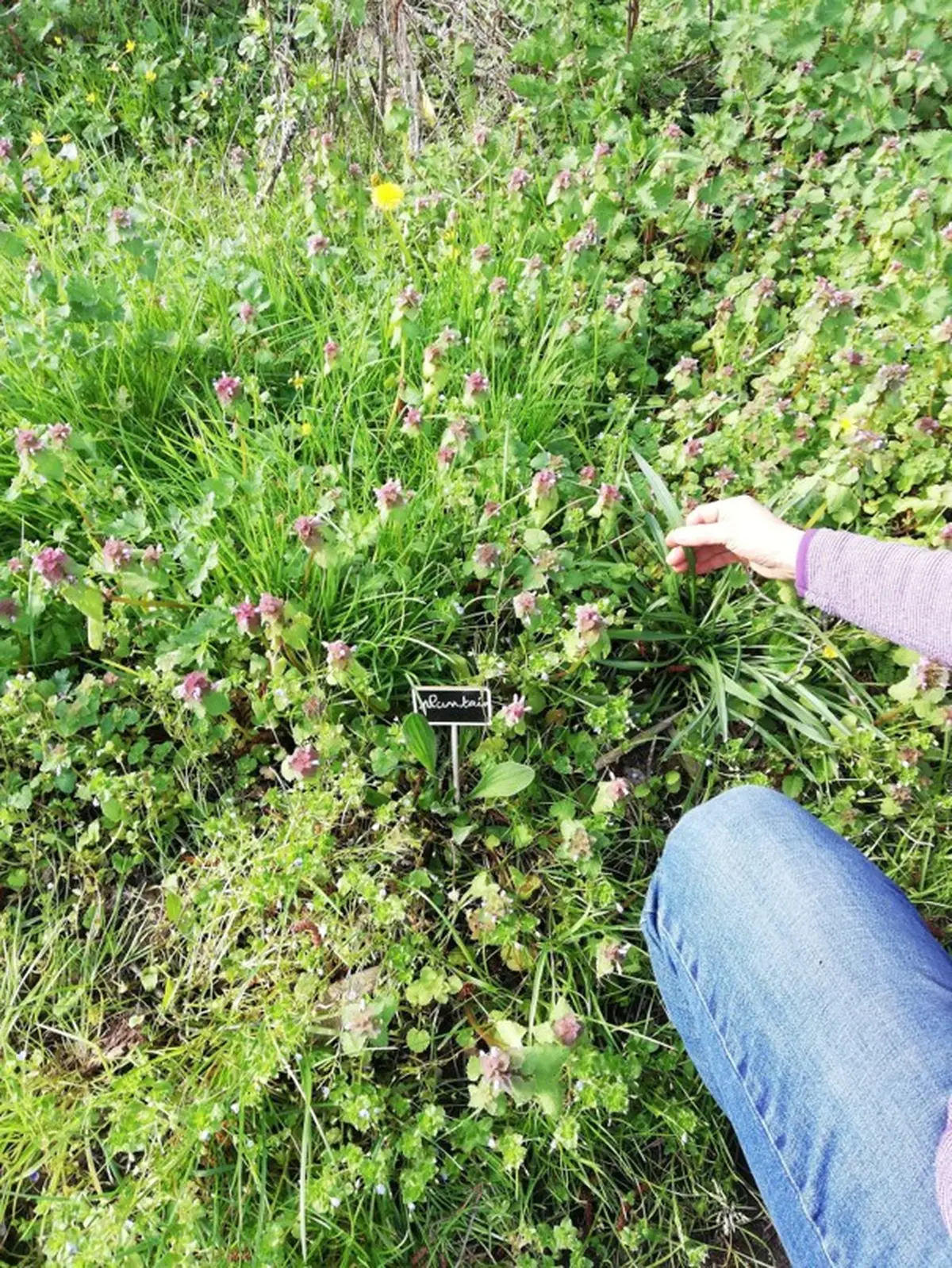 atelier plantes comestibles et médicinales