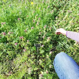 atelier plantes comestibles et médicinales