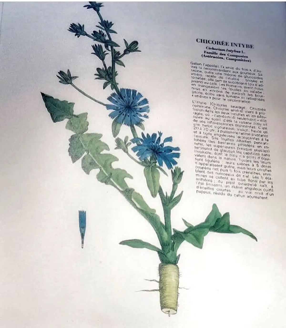 Atelier plantes médicinales