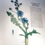 Atelier plantes médicinales