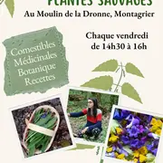 Atelier plantes sauvages