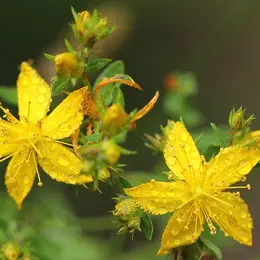Atelier plantes sauvages