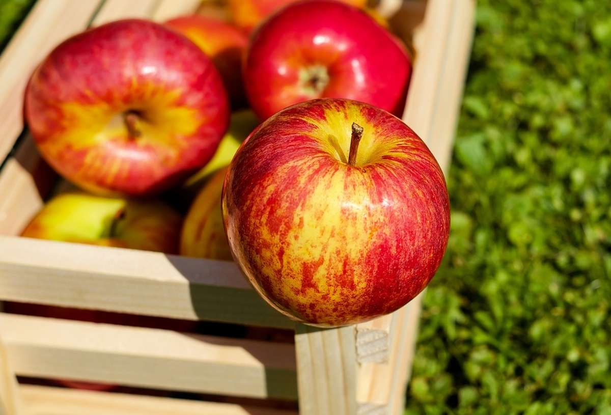 Atelier Pomme d'api au Jardin Bourian