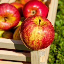 Atelier Pomme d'api au Jardin Bourian