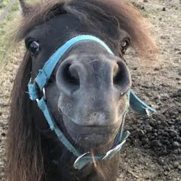 Atelier poney