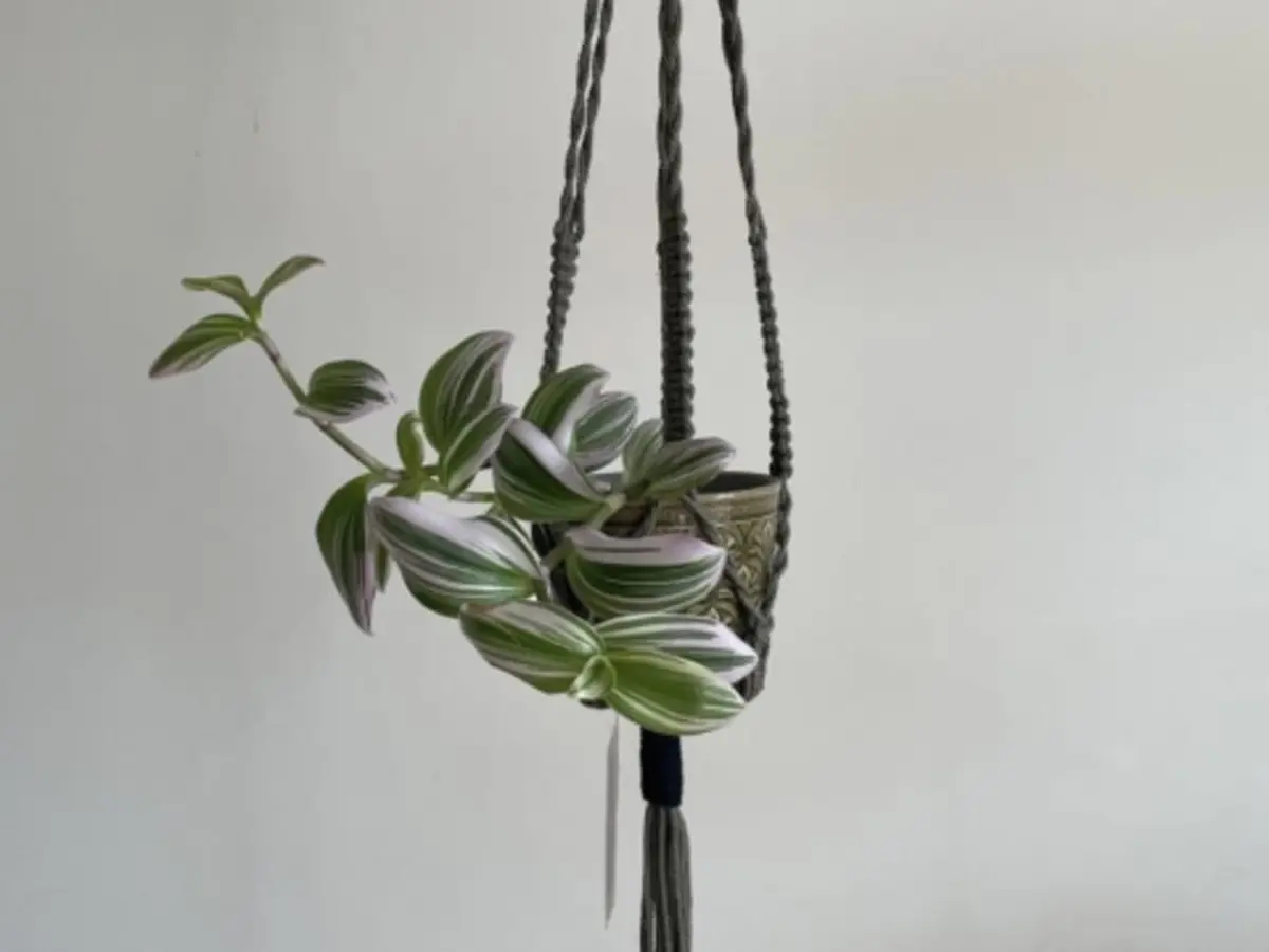 Atelier porte-plante en macramé à Toulouse (31)