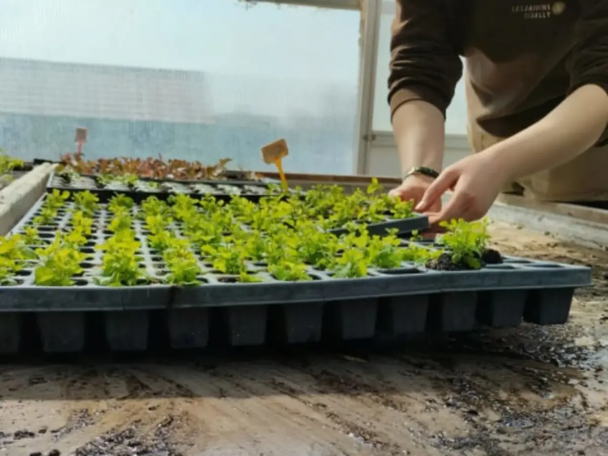 Atelier potager adulte & visite de la Ferme de St-Denis