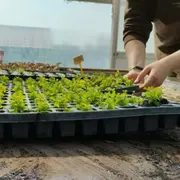 Atelier potager adulte & visite de la Ferme de St-Denis