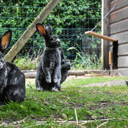 Atelier pratique à la Ferme pédagogique René-Binet dans le 18e