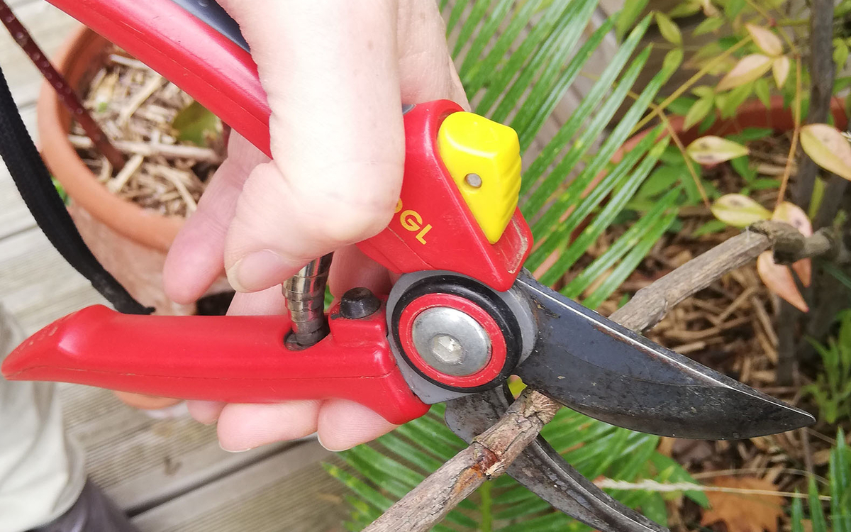 Atelier pratique : taille et bouturage des petits fruitiers