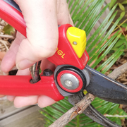 Atelier pratique : taille et bouturage des petits fruitiers