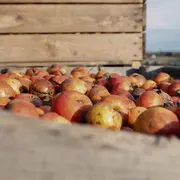 Atelier Producteur d’un jour