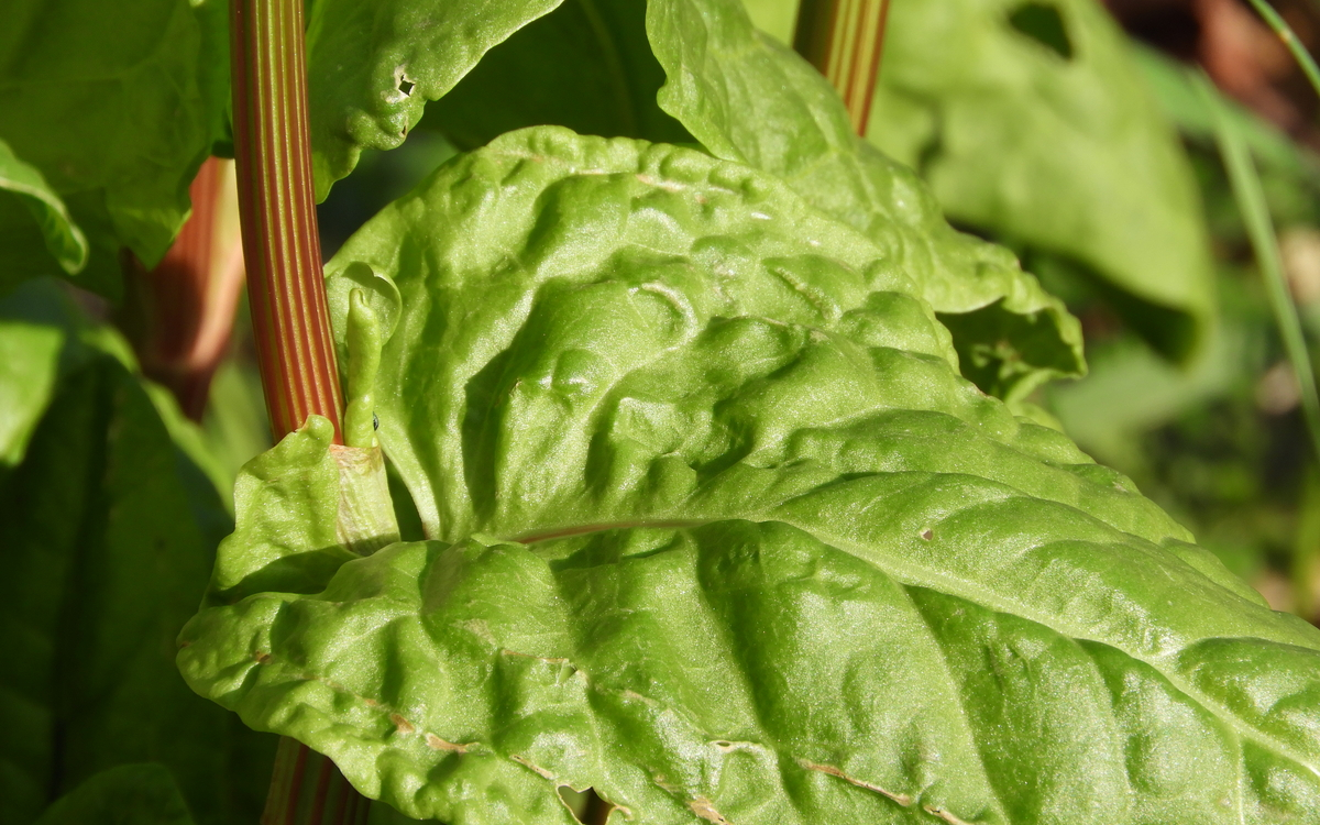 Atelier : que faire avec les fruits et légumes de saison