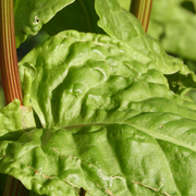 Atelier : que faire avec les fruits et légumes de saison