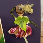 Atelier réalisation d'un pochoir ou tableau végétal à Dax (40)