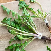 Atelier Reconnaitre & Accueillir Les Plantes Spontanées Du Jardin