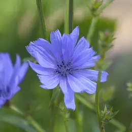 Atelier Régulation émotionnelle Fleurs De Bach