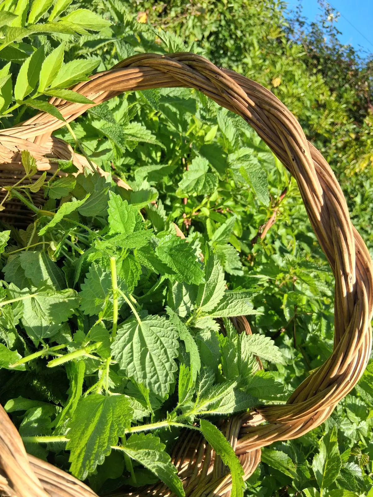 Atelier remèdes et bienfaits des plantes sauvages