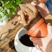 Atelier rempotage & entretien de plantes vertes à Paris 12ème