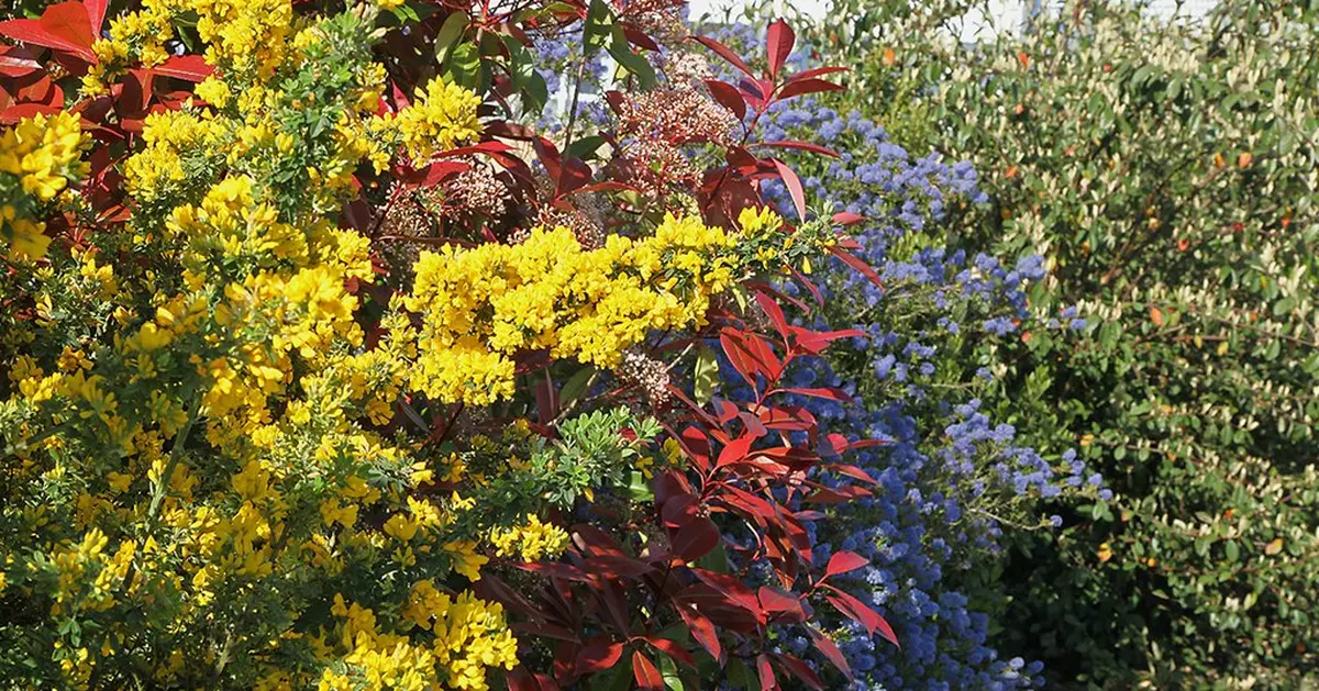 Atelier Repenser Sa Haie Pour Moins La Tailler